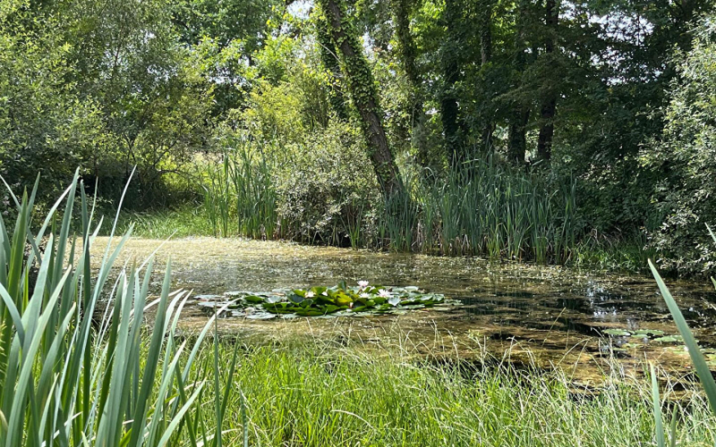 
Propriété rurale sur 11658m2
 - Photo 10